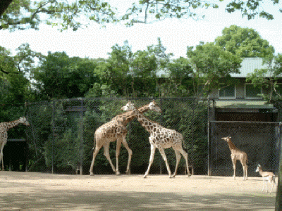 Giraffen