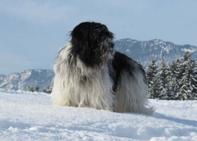 Schneeknig